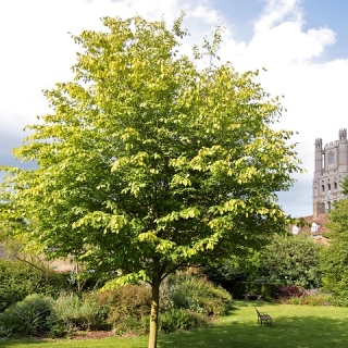 Mature Amelanchier arborea Robin Hill