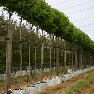 row of Robinia pseudoacacia Umbraculifera