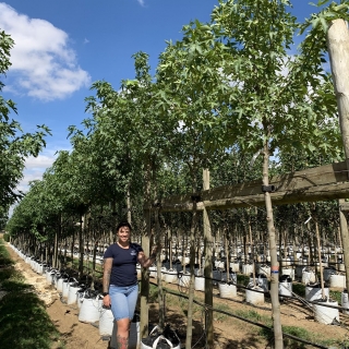 Liquidambar styraciflua Worplesdon