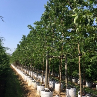 Halesia Carolina at Barcham Trees