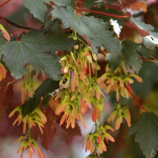 Acer pseudoplatanus Spaethii foliage