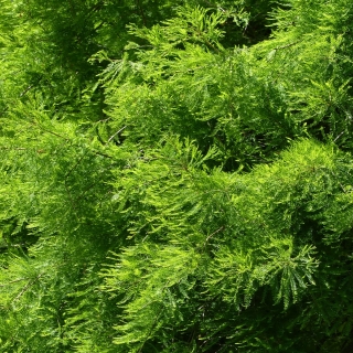 summer foliage of Taxodium distichum