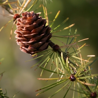 the cone of Larix  x eurolepis