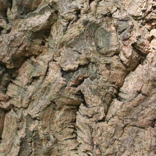 the corky fissured bark of Quercus Suber