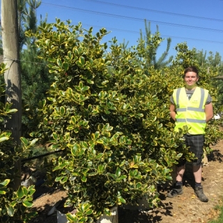 Ilex x altaclerensis Golden King at Barcham Trees