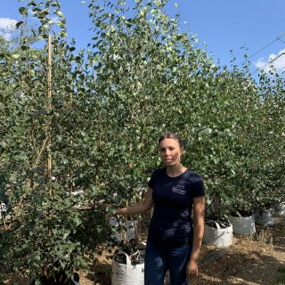 Betula pendula multi-stem