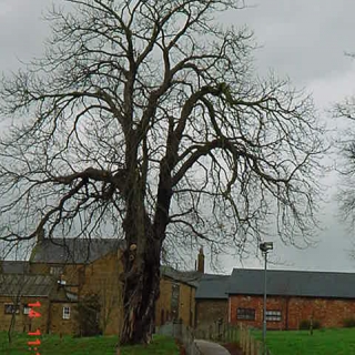 Mature Aesculus hippocastanum in winter