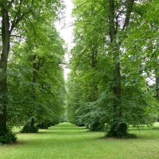 Tilia x europaea Pallida avenue at Westernbirt