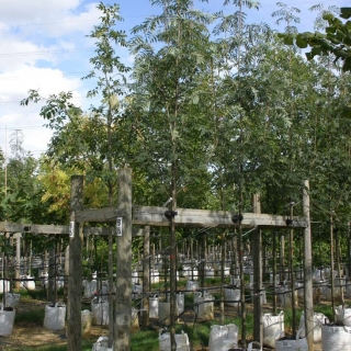 Sorbus aucuparia Asplenifolia at Barcham Trees