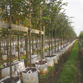 Row of Tilia cordata Rancho  on the Barcham nursery