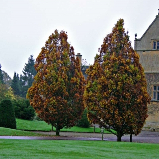 Mature Quercus robur Fastigiata Koster in autumn foliage