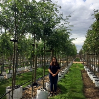 Gleditsia triacanthos at barcham trees