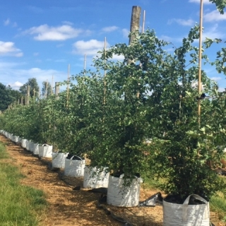 Crataegus monogyna multi stem at barcham trees