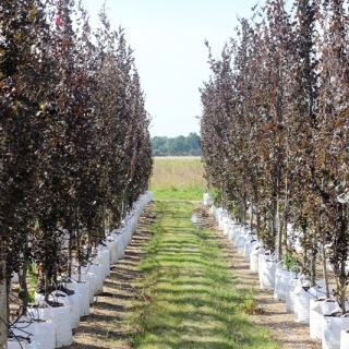 Fagus sylvatica Dawyck Purpurea on the Barcham Trees nursery