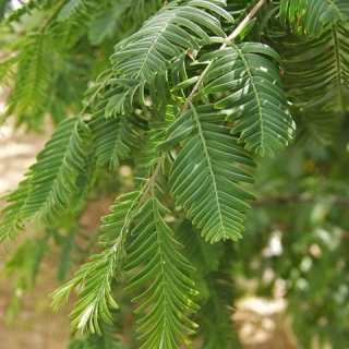 The foliage of Metasequoia glyptostroboides