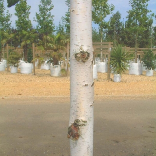 the white bark of  Betula utilis Jacquemontii