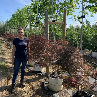 Acer palmatum Dissectum Garnet multi stem