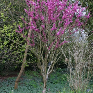 mature Cercis Chinensis Avondale multi-stem in late spring