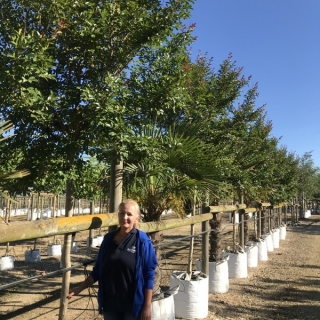 Medium Violet Crape Myrtle from this batch <> Lagerstroemia indica Violacea