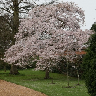 mature Prunus Yedoensis in flower