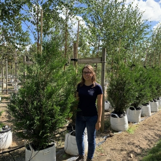 Thuja plicata Atrovirens