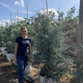 Cupressus arizonica Glauca