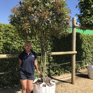 2 metre plus Photinia fraseri Red Robin mushroom shape