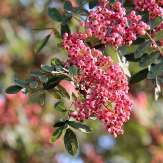 The pink berrries befor turning white