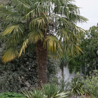 Mature Trachycarpus fortunei in a parkland environment