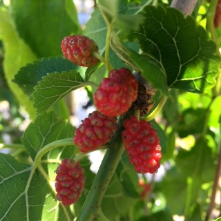 The fruits of Weeping Mulberry