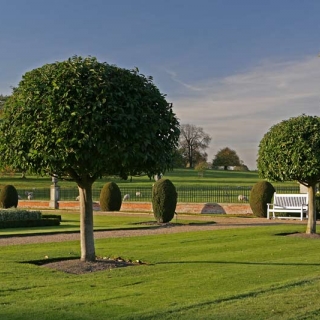 Mature Prunus lusitanica