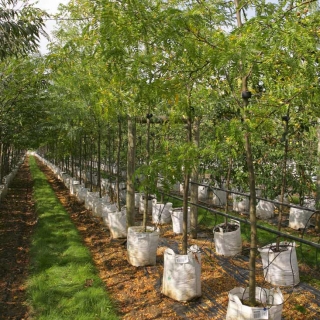 Gleditsia triacanthos at barcham trees