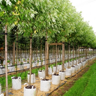 Acer saccharinum Pyramidale at barcham trees