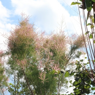 The fern like flowers of Tamarix aestivalis in summer