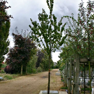 simgle specimen of a 12-14cm girth Prunus schmittii