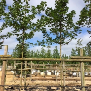 Acer plataniodes Summershade at Barcham Trees