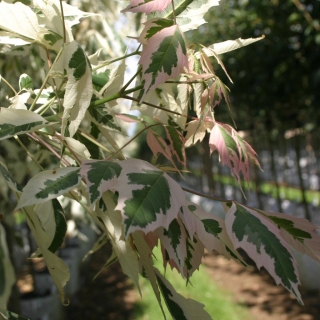 The leaves of  Acer negundo Flamingo