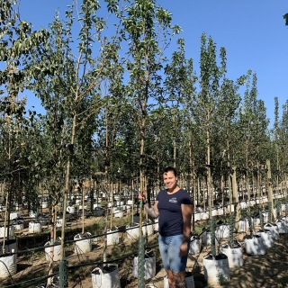 Pyrus Doyenne du Comice