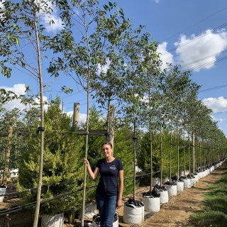 Celtis Australis