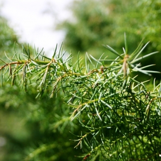 the soft foliage of Cryptomeria japonica Elegans