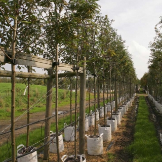 Row of Sorbus aucuparia Joseph Rock on Barcham Trees nursery