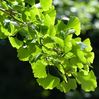 Summer foliage of Ginkgo biloba