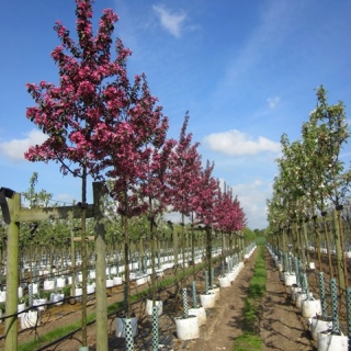 Row of Malus toringo Scarlet in flower