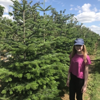 Abies nordmanniana at barcham trees