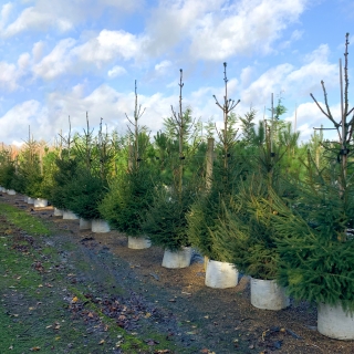 Picea abies
