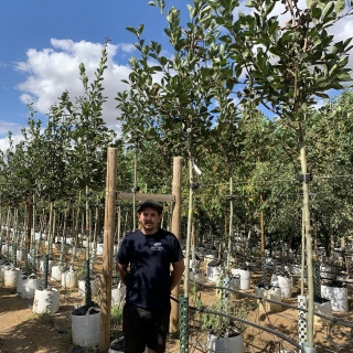 Crataegus x lavalleei Carrierei