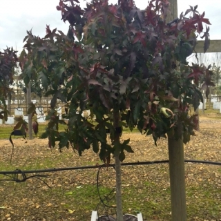 Liquidambar styraciflua Gumball autumn colour although picture was taken in February