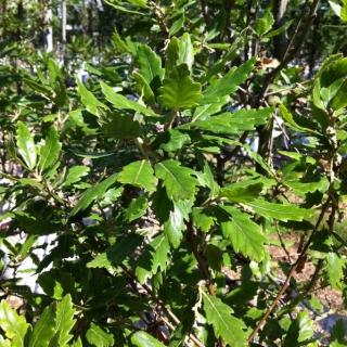 Quercus x turnerii Pseudoturnerihe foliage of