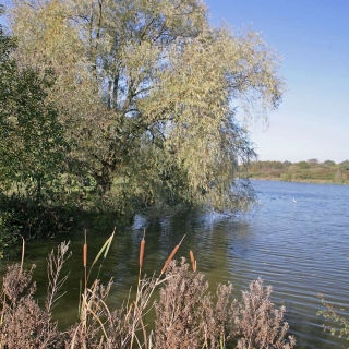 Mature Salix alba on a riverside location