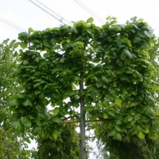 The crown of Tilia x euchlora Pleached